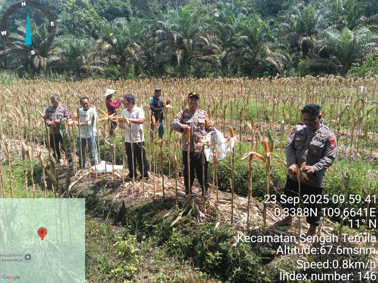 Panen Perdana Jagung Warnai Kebersamaan KWT Bukit Laman di Desa Paloan”