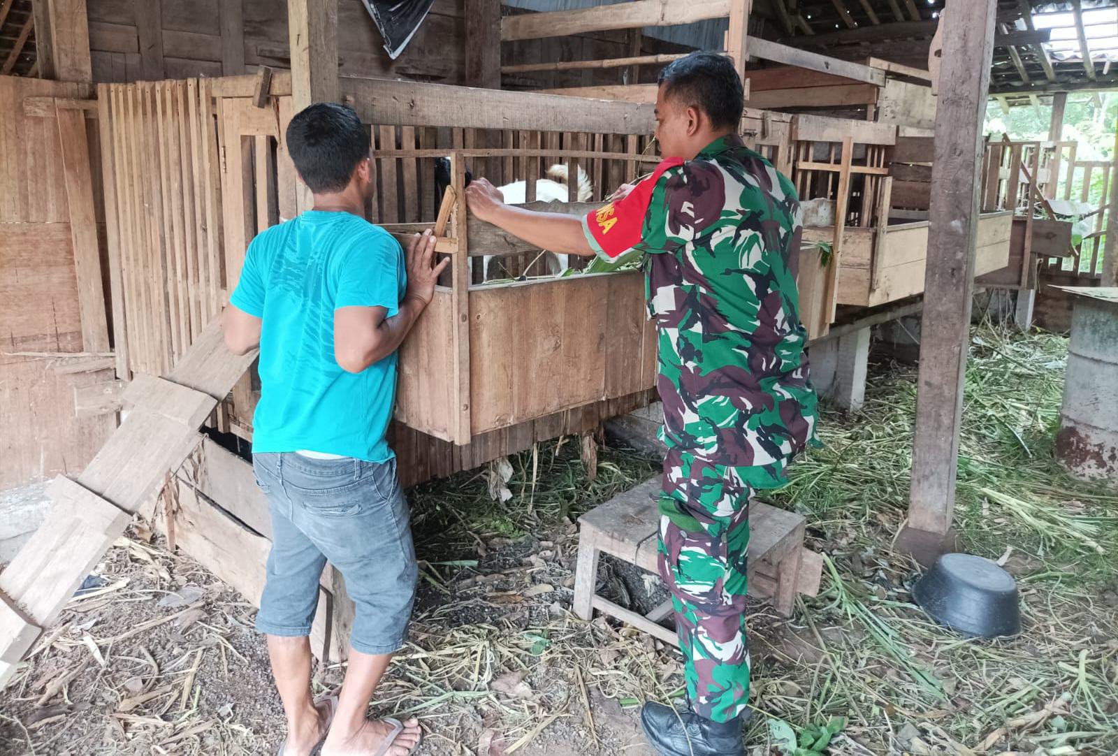 Babinsa Koramil Kemusu Dorong Peternak Kambing Tingkatkan Kebersihan Kandang dan Produktivitas