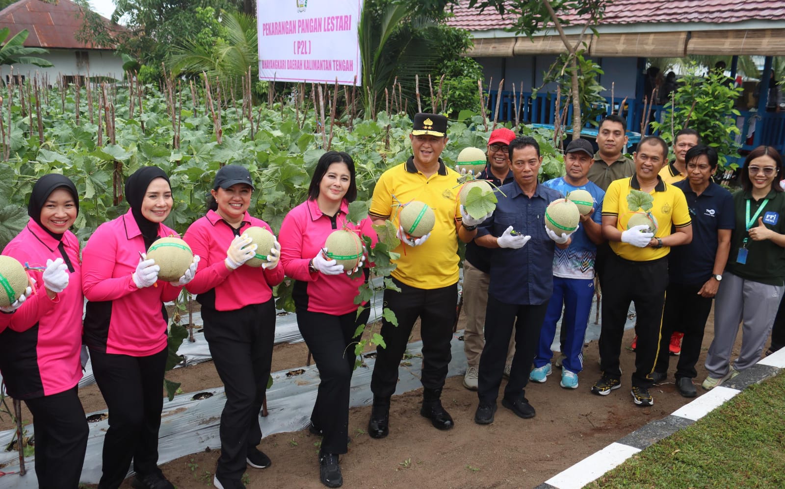 Dukung Ketahanan Pangan, Kapolda Kalteng Bersama Bhayangkari Panen Melon Perdana di Lahan Pekarangan Pangan Lestari