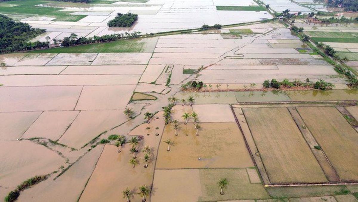 Ribuan Hektare Sawah Dipulihkan, Jamin Ketahanan Pangan Wilayah Terdampak