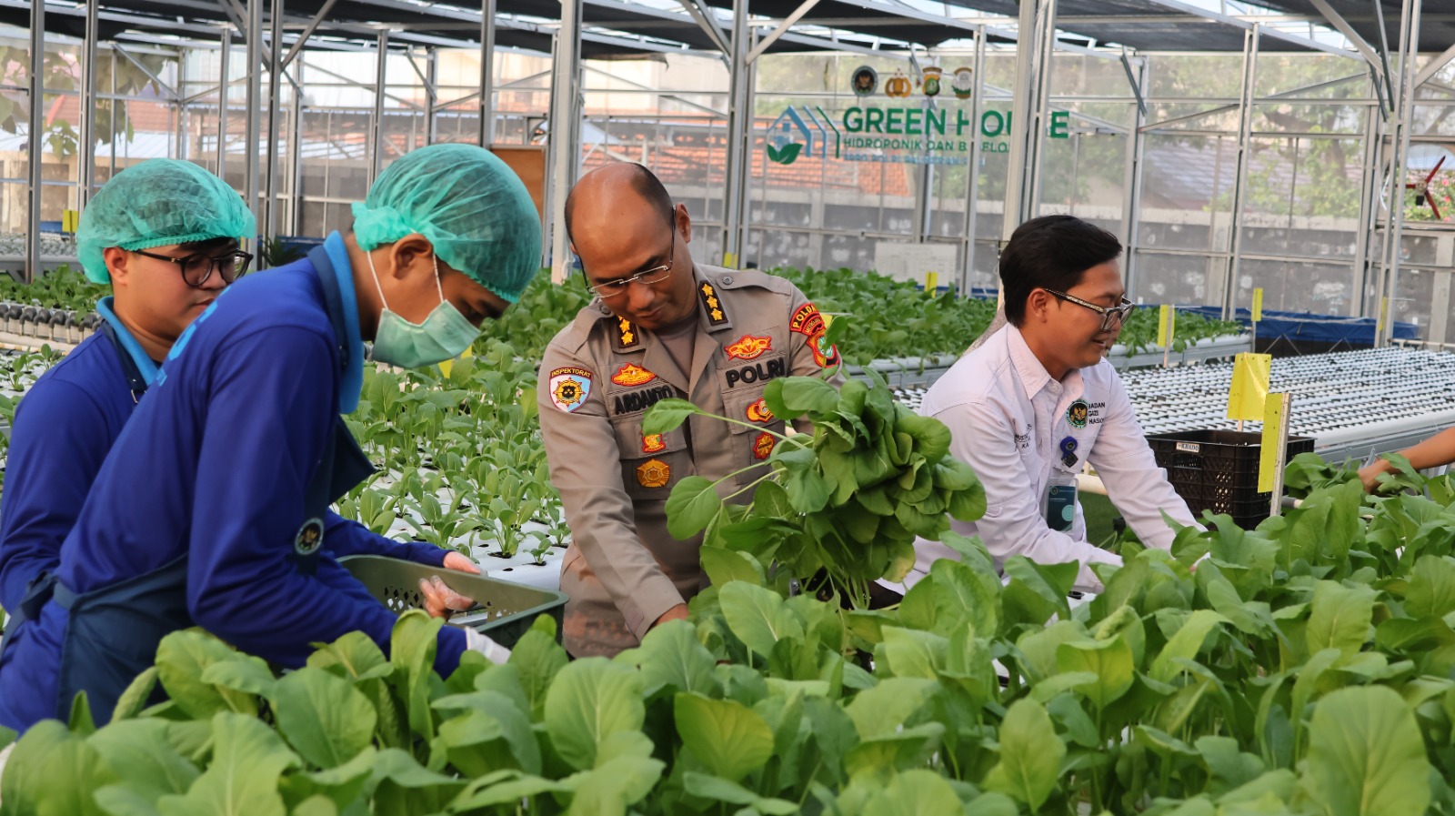 Greenhouse SPPG Palmerah Panen 80 Kg Sawi dan 560 Ikan Patin untuk 2.529 Penerima Manfaat