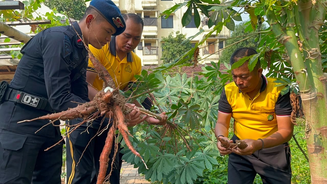Brimob Polda Metro Jaya Panen Hasil Ketahanan Pangan, Optimalkan Lahan Produktif di Markas