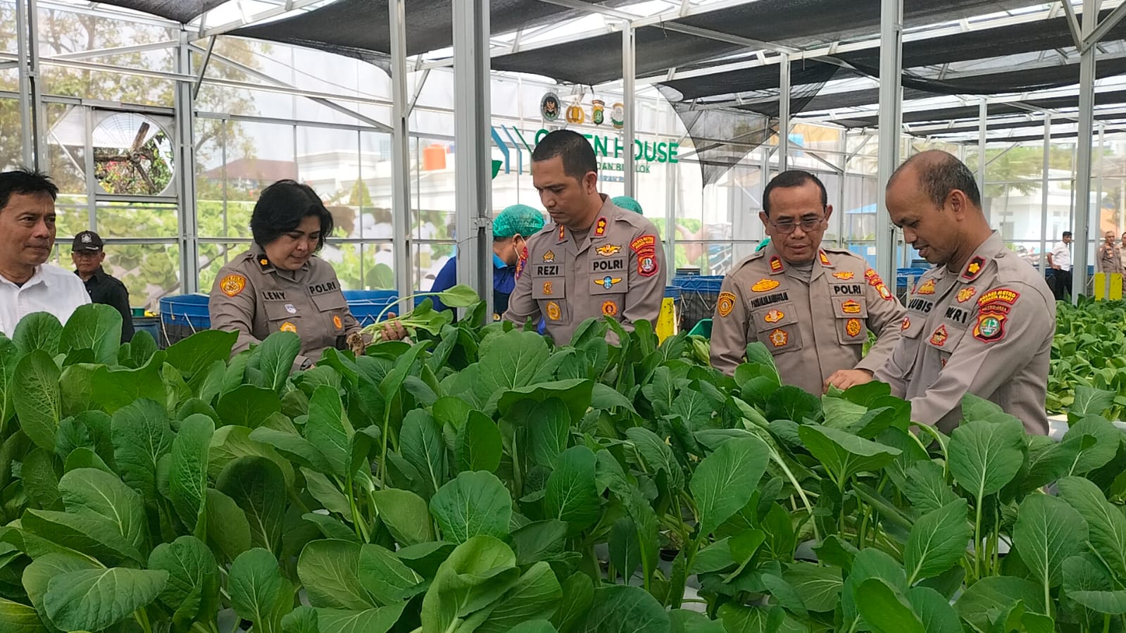Polda Metro Jaya Panen 82 Kilogram Pakcoy, Perkuat Pasokan Program Makan Bergizi Gratis